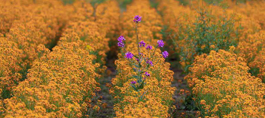 Flowers in a field.